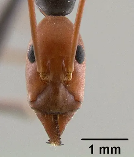Leptomyrmex erythrocephalus specimen CASENT0011746 image casent0011746_2
