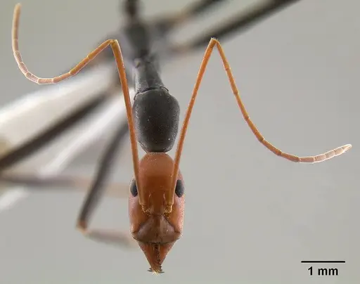 Leptomyrmex erythrocephalus specimen CASENT0011746 image casent0011746_3