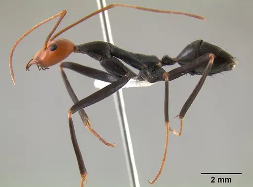Leptomyrmex erythrocephalus specimen CASENT0011746 image casent0011746_4