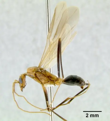 Leptomyrmex erythrocephalus specimen CASENT0011765 image casent0011765_1