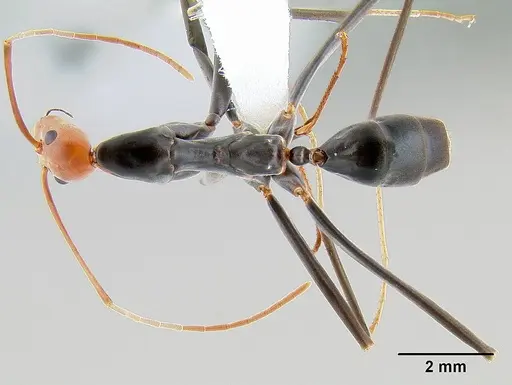 Leptomyrmex erythrocephalus specimen CASENT0106077 image casent0106077_1