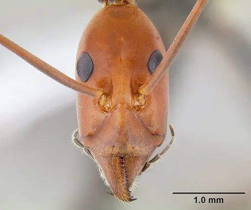 Leptomyrmex erythrocephalus specimen CASENT0106077 image casent0106077_2