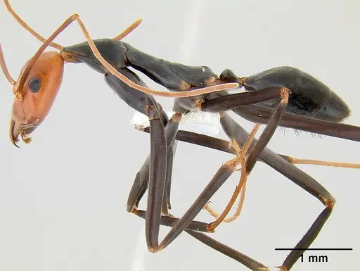 Leptomyrmex erythrocephalus specimen CASENT0106077 image casent0106077_3