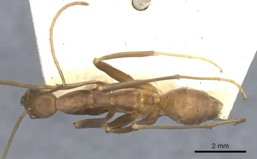 Leptomyrmex erythrocephalus specimen CASENT0902940 image casent0902940_1