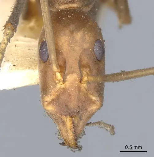 Leptomyrmex erythrocephalus specimen CASENT0902940 image casent0902940_2