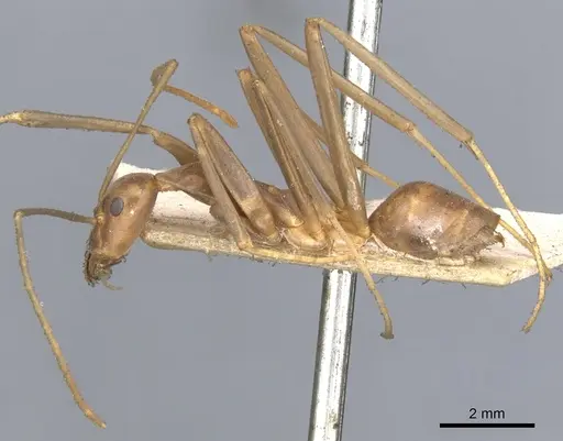 Leptomyrmex erythrocephalus specimen CASENT0902940 image casent0902940_3