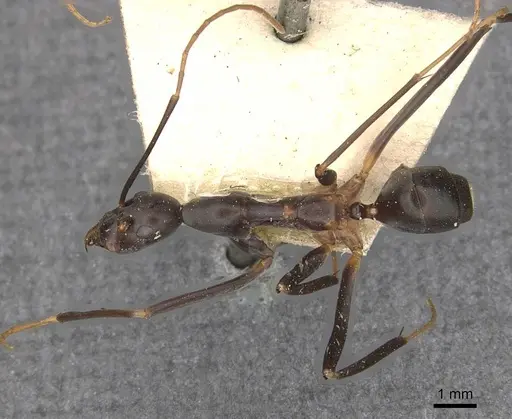 Leptomyrmex erythrocephalus specimen CASENT0909492 image casent0909492_1