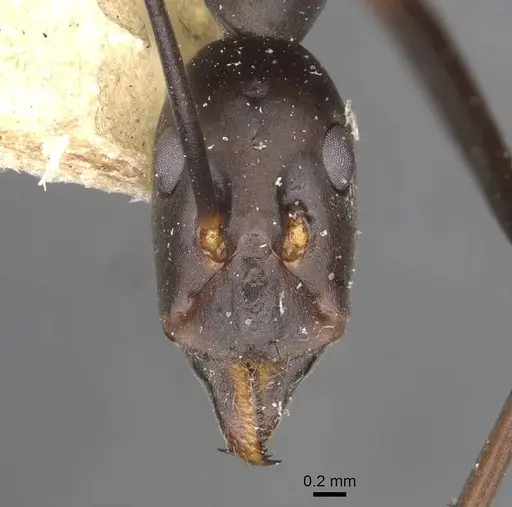 Leptomyrmex erythrocephalus specimen CASENT0909492 image casent0909492_2