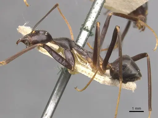 Leptomyrmex erythrocephalus specimen CASENT0909492 image casent0909492_3