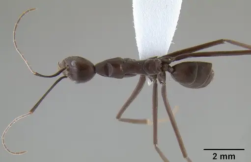 Leptomyrmex flavitarsus specimen CASENT0127180 image casent0127180_1