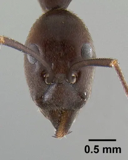 Leptomyrmex flavitarsus specimen CASENT0127180 image casent0127180_2