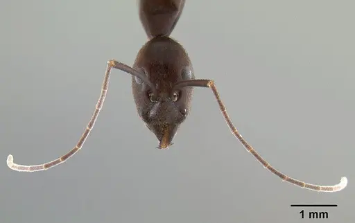 Leptomyrmex flavitarsus specimen CASENT0127180 image casent0127180_3