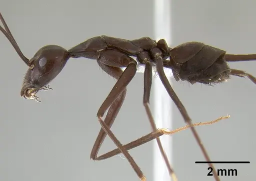Leptomyrmex flavitarsus specimen CASENT0127180 image casent0127180_4
