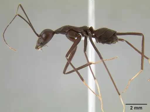 Leptomyrmex flavitarsus specimen CASENT0127180 image casent0127180_5
