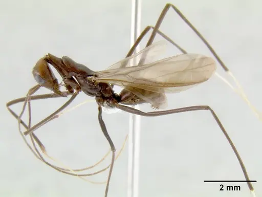 Leptomyrmex flavitarsus specimen CASENT0127276 image casent0127276_1