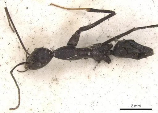 Leptomyrmex flavitarsus specimen CASENT0901919 image casent0901919_1