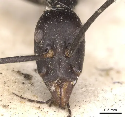 Leptomyrmex flavitarsus specimen CASENT0901919 image casent0901919_2