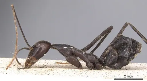 Leptomyrmex flavitarsus specimen CASENT0901919 image casent0901919_3