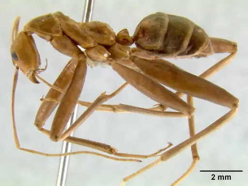 Leptomyrmex fragilis specimen CASENT0012052 image casent0012052_1