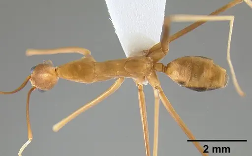 Leptomyrmex fragilis specimen CASENT0127004 image casent0127004_1