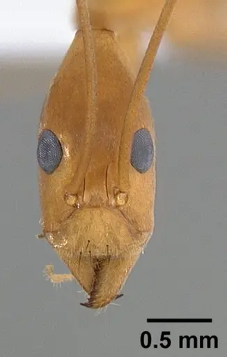 Leptomyrmex fragilis specimen CASENT0127004 image casent0127004_2