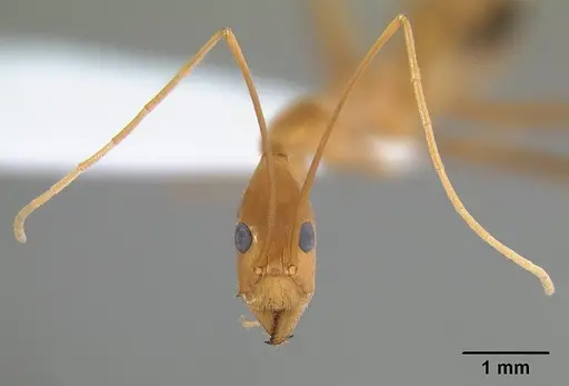 Leptomyrmex fragilis specimen CASENT0127004 image casent0127004_3