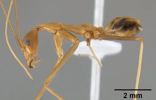 Leptomyrmex fragilis specimen CASENT0127004 image casent0127004_4