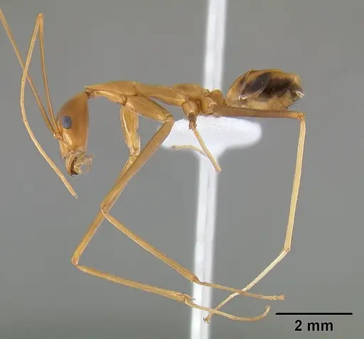 Leptomyrmex fragilis specimen CASENT0127004 image casent0127004_5