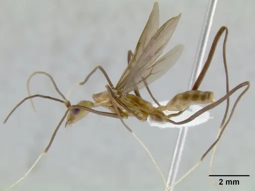 Leptomyrmex fragilis specimen CASENT0127220 image casent0127220_1