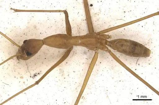 Leptomyrmex fragilis specimen CASENT0901918 image casent0901918_1