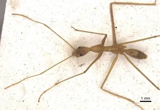 Leptomyrmex fragilis specimen CASENT0901918 image casent0901918_2