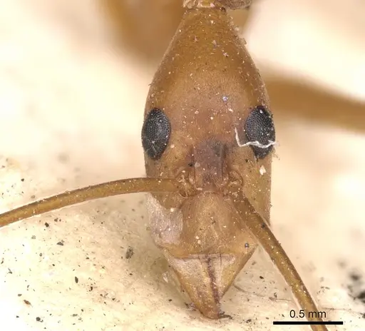 Leptomyrmex fragilis specimen CASENT0901918 image casent0901918_3