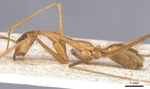 Leptomyrmex fragilis specimen CASENT0901918 image casent0901918_4