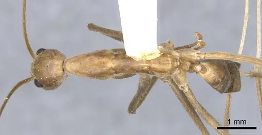 Leptomyrmex fragilis specimen CASENT0902938 image casent0902938_1