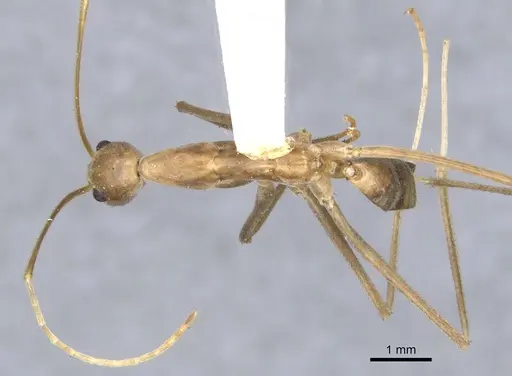 Leptomyrmex fragilis specimen CASENT0902938 image casent0902938_2
