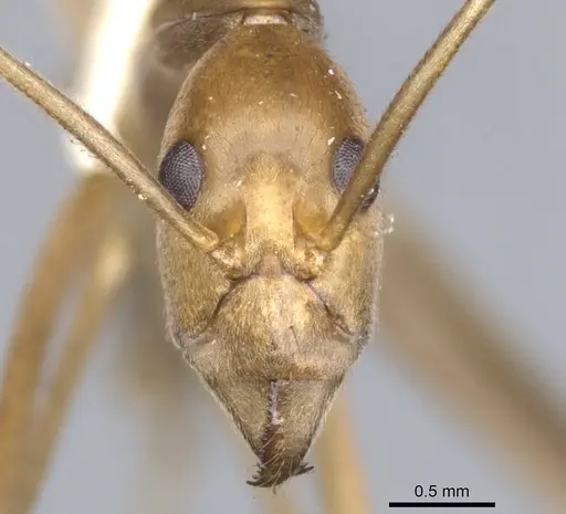 Leptomyrmex fragilis specimen CASENT0902938 image casent0902938_3