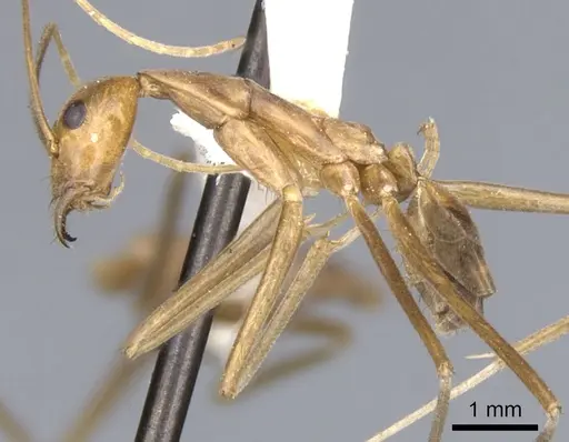 Leptomyrmex fragilis specimen CASENT0902938 image casent0902938_4