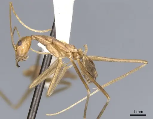 Leptomyrmex fragilis specimen CASENT0902938 image casent0902938_5