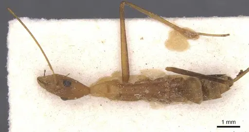 Leptomyrmex fragilis specimen CASENT0911558 image casent0911558_1