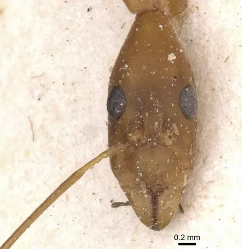 Leptomyrmex fragilis specimen CASENT0911558 image casent0911558_2
