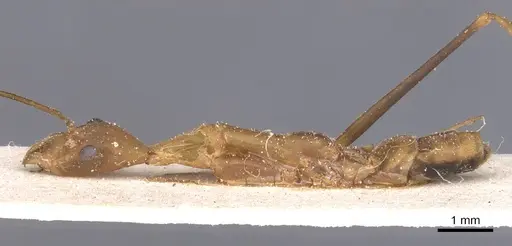 Leptomyrmex fragilis specimen CASENT0911558 image casent0911558_3