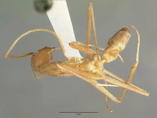 Leptomyrmex fragilis specimen CASTYPE06954-01 image castype06954-01_1
