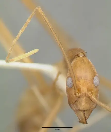 Leptomyrmex fragilis specimen CASTYPE06954-01 image castype06954-01_2