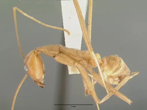 Leptomyrmex fragilis specimen CASTYPE06954-01 image castype06954-01_3