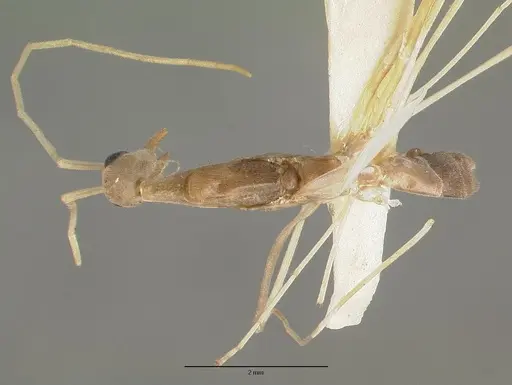 Leptomyrmex fragilis specimen CASTYPE06954-02 image castype06954-02_1