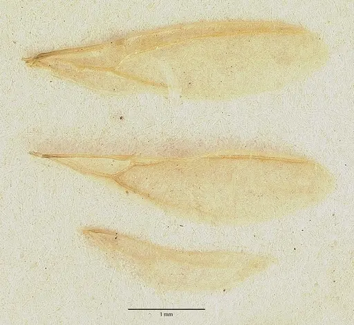 Leptomyrmex fragilis specimen CASTYPE06954-02 image castype06954-02_2