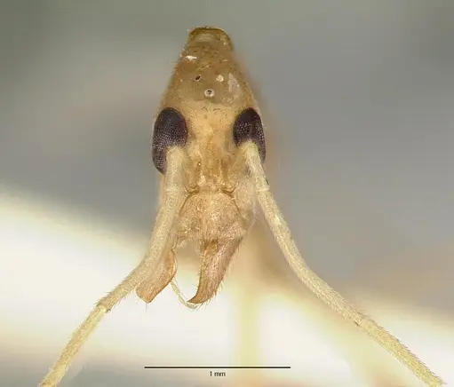 Leptomyrmex fragilis specimen CASTYPE06954-02 image castype06954-02_3