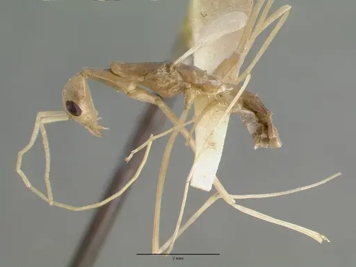 Leptomyrmex fragilis specimen CASTYPE06954-02 image castype06954-02_4