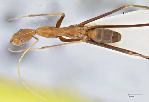 Leptomyrmex fragilis specimen FOCOL2861 image focol2861_1