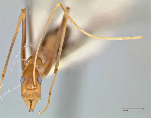 Leptomyrmex fragilis specimen FOCOL2861 image focol2861_2